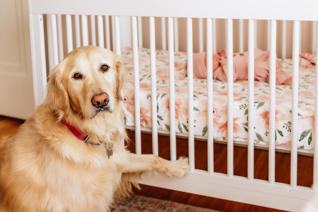 Golden retriever with paw on crib whilst newborn baby sleeps